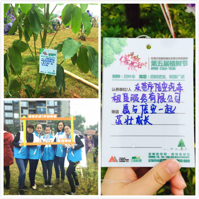 倍安樹(shù) (4).jpg